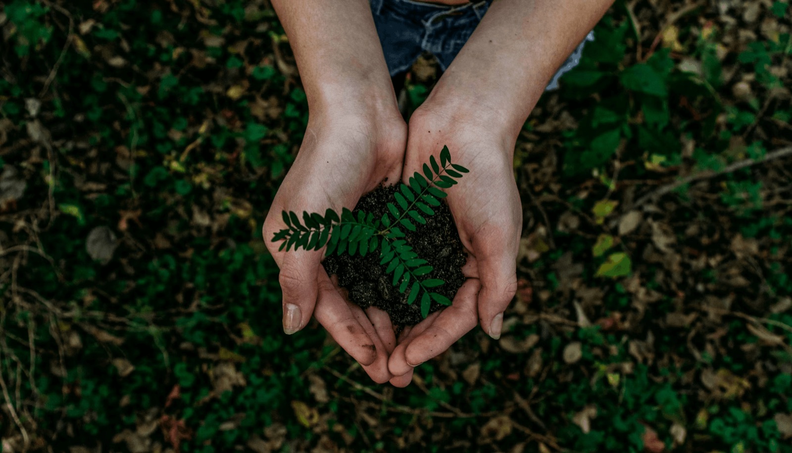 Hands cradling a young plant in soil